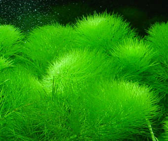 Limnophila aquatica